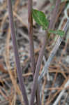 Clasping milkweed